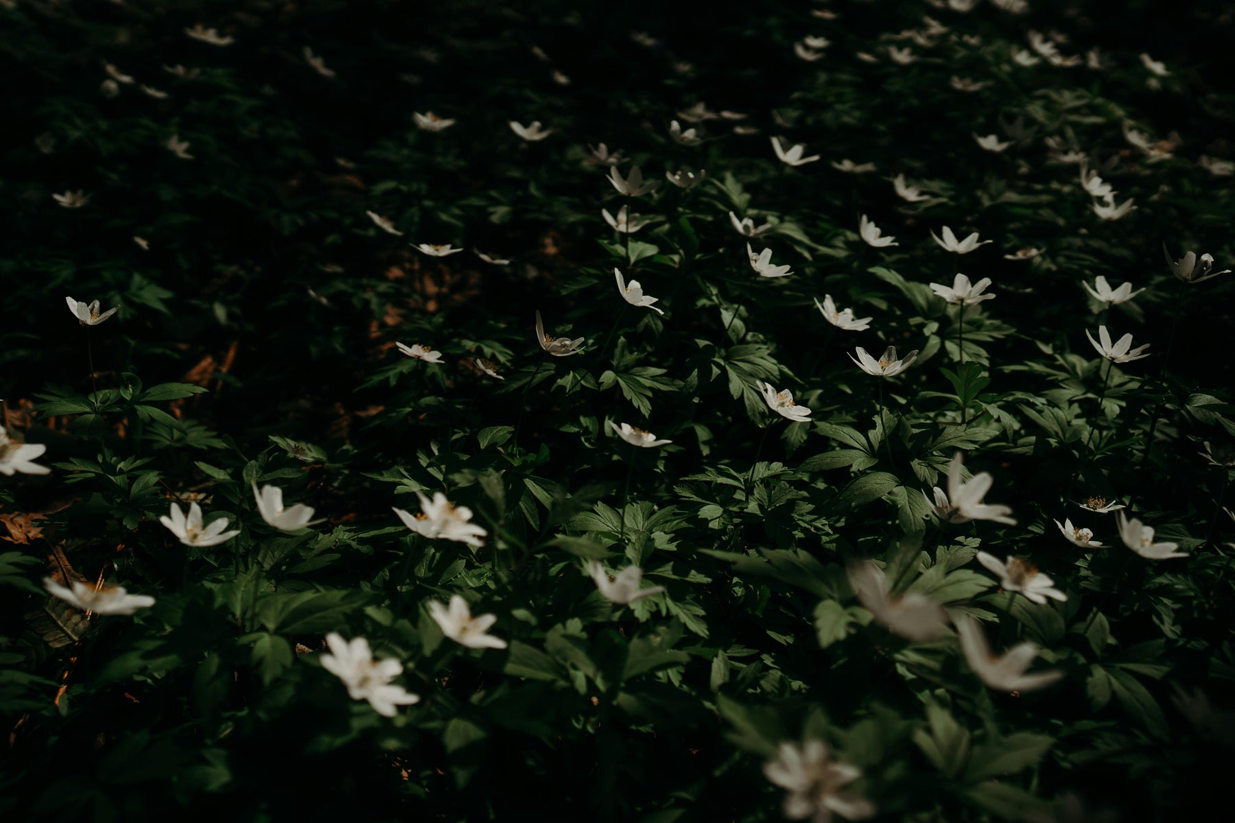 Moon Garden Wildflower Seeds