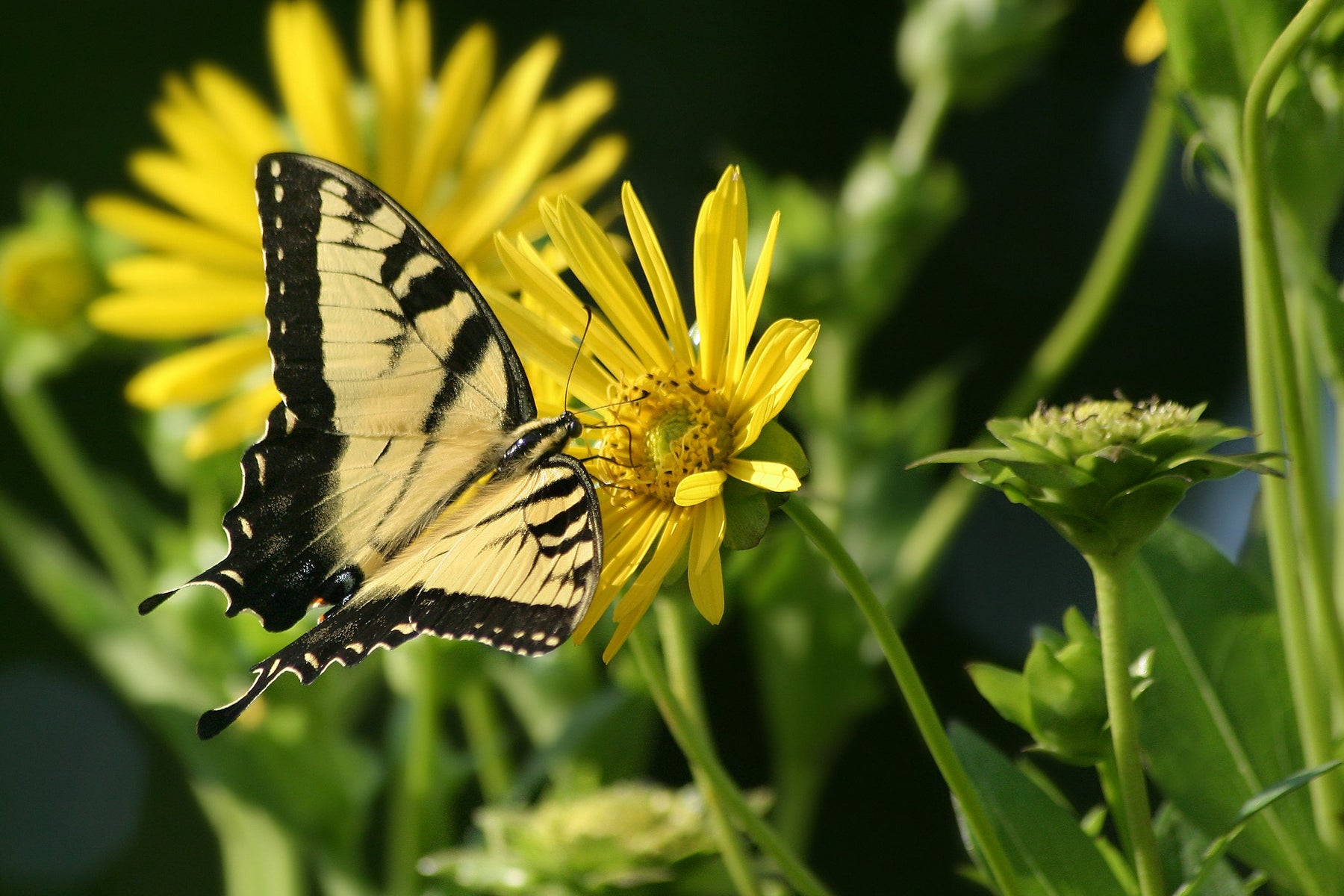 Native Wildflower Seeds