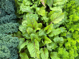 "Fast Food" - Short Season Vegetable Varieties