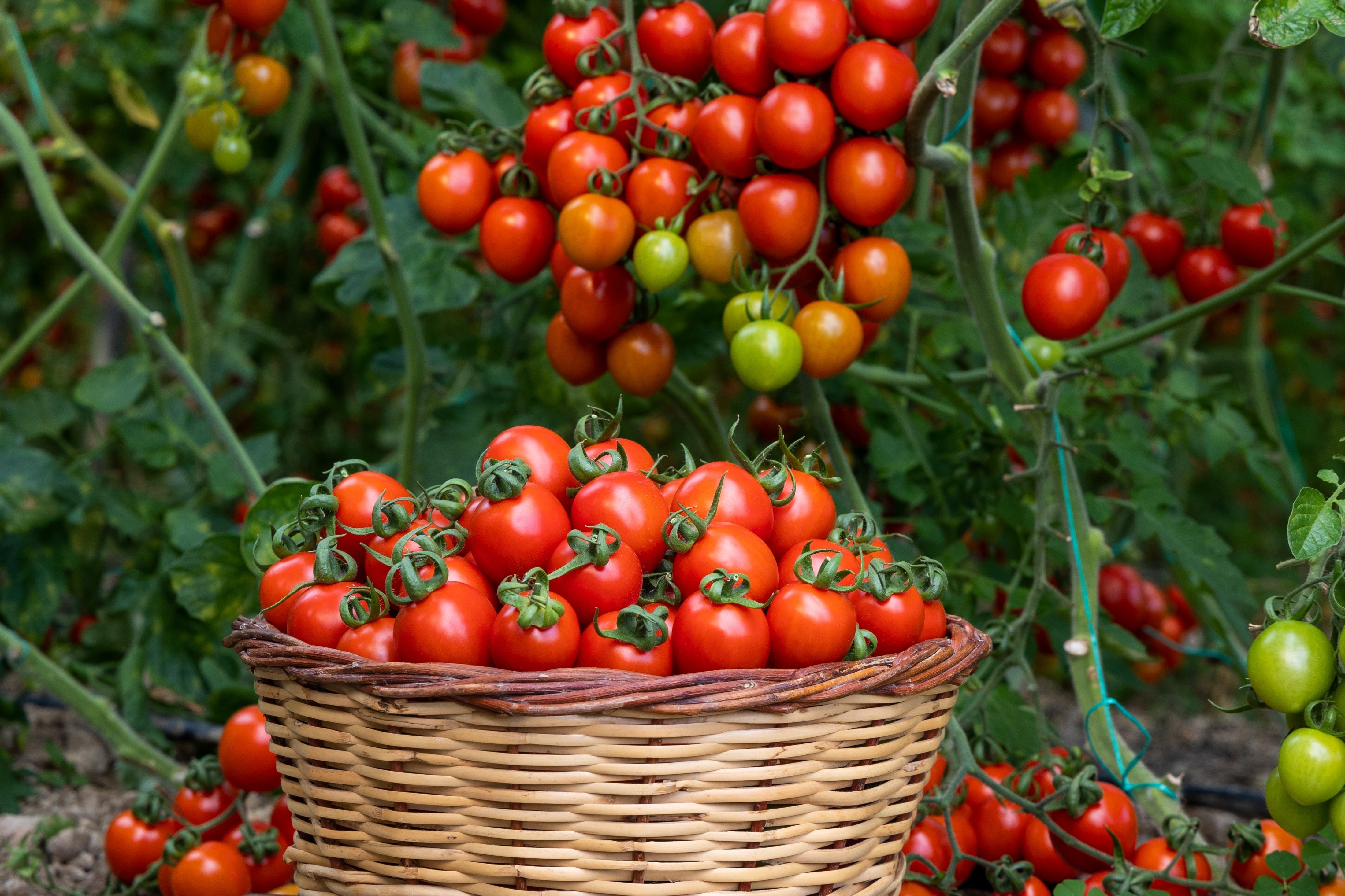 Tomato, Centennial Rocket – Northern Wildflowers