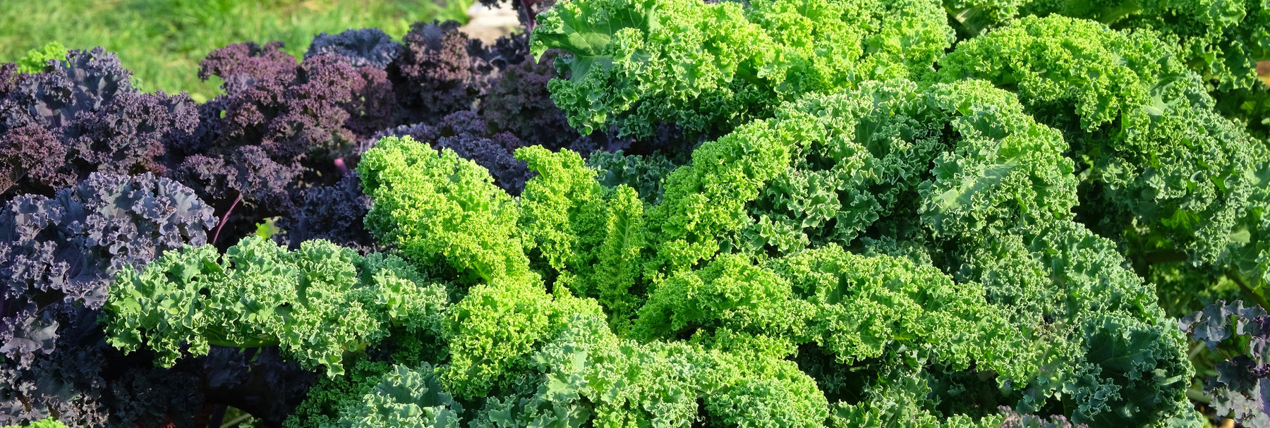 Fruit and Vegetable Seeds