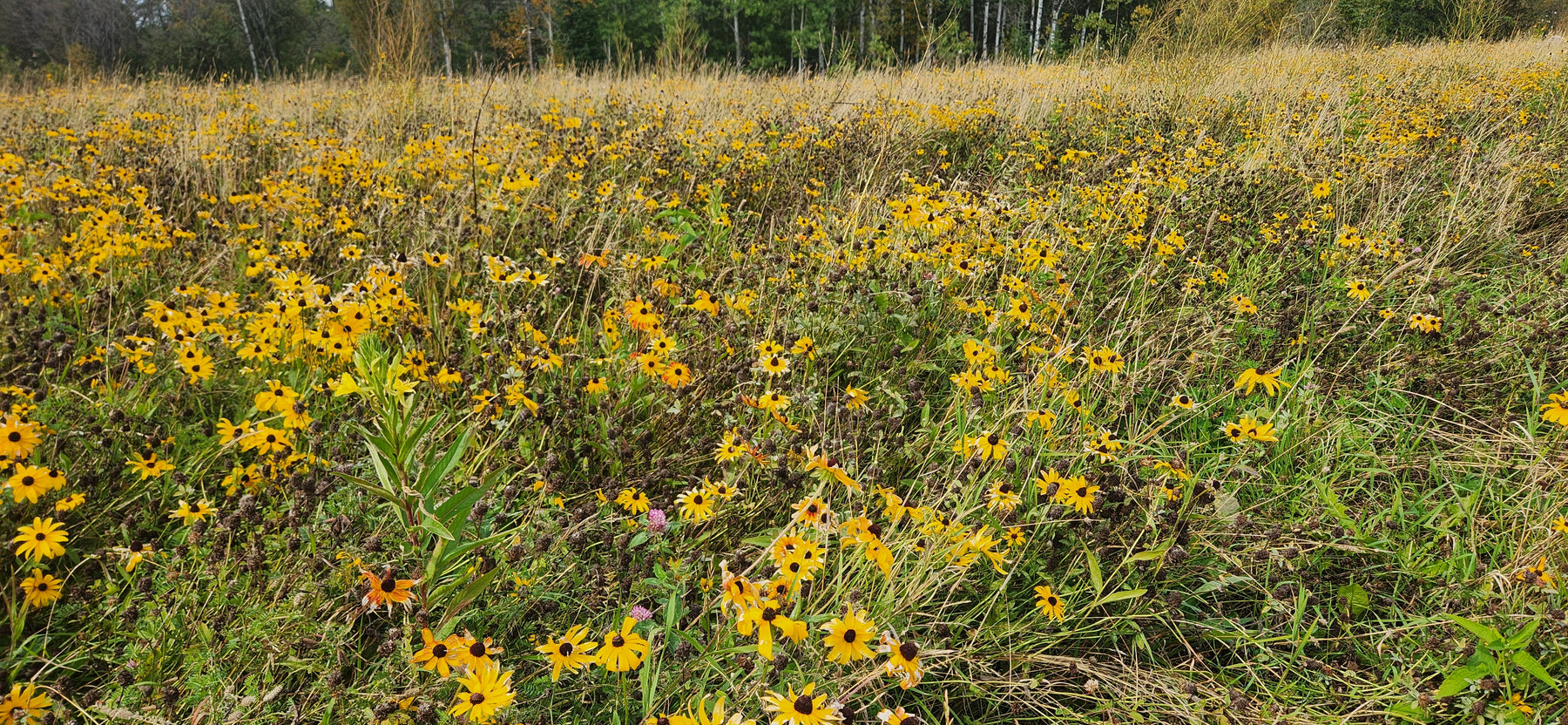Easy to Grow Wildflower Seed Mix