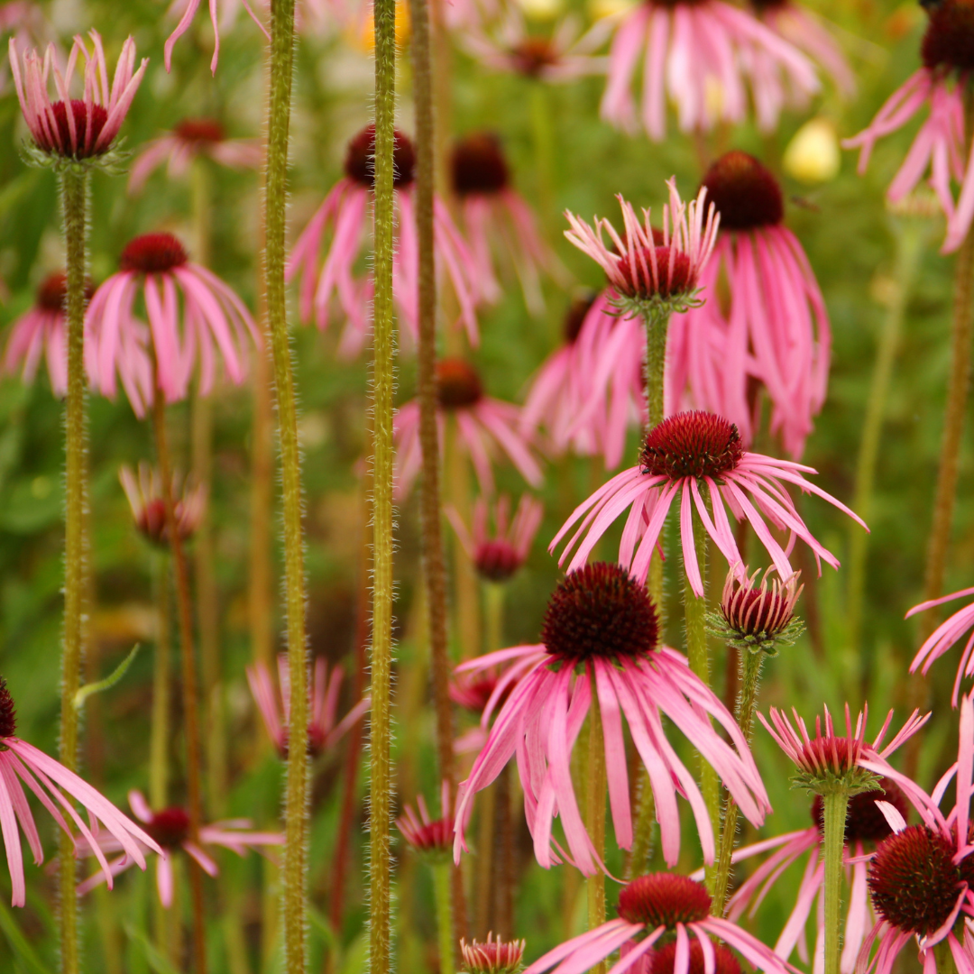 Coneflower Collection