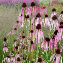 Load image into Gallery viewer, Pale Purple Coneflower