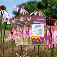 Load image into Gallery viewer, Pale Purple Coneflower