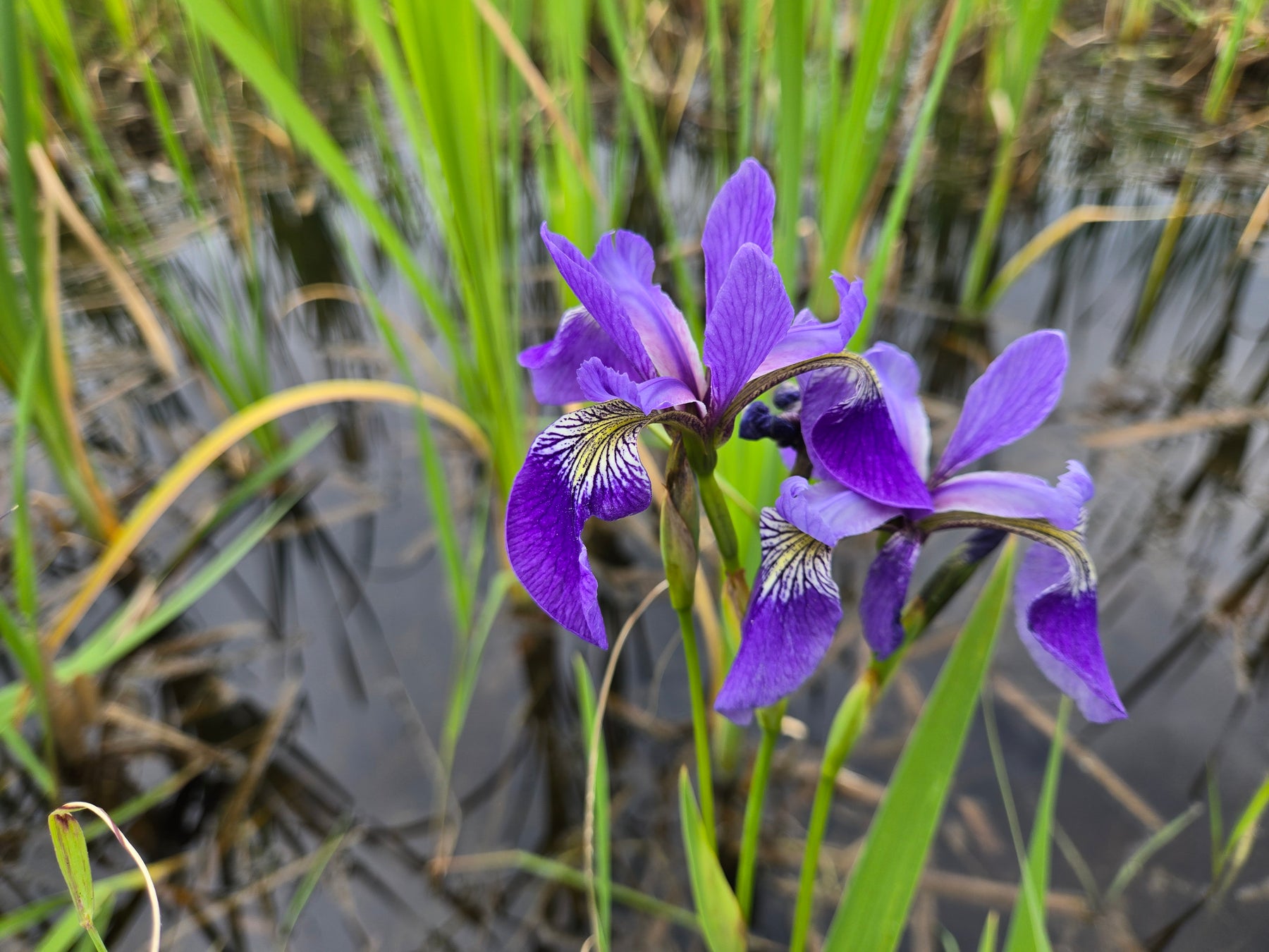 Northern Blue Flag Iris