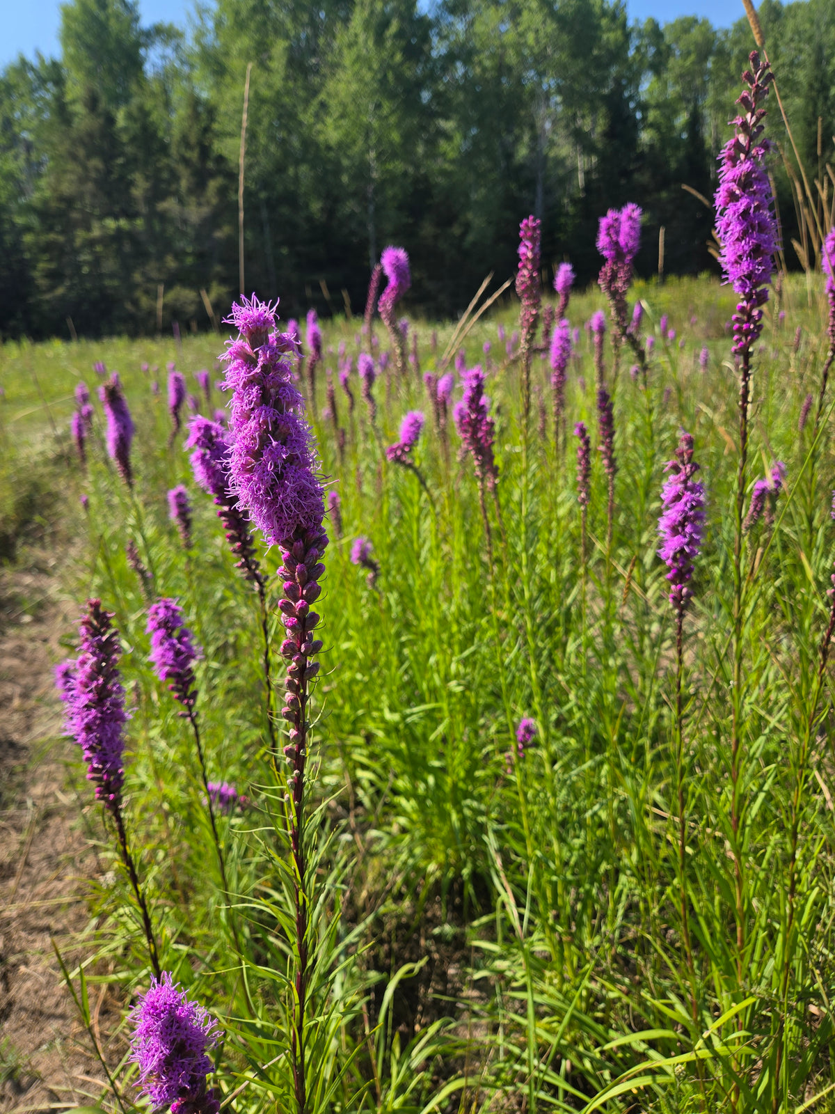 Dense Blazingstar