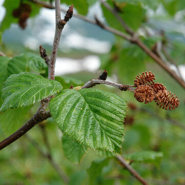 Green Alder