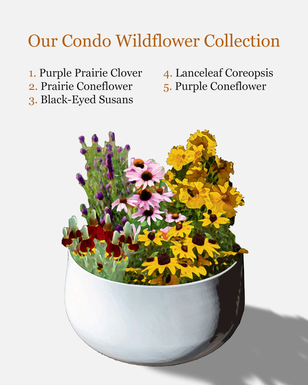 Condo Wildflower Collection
