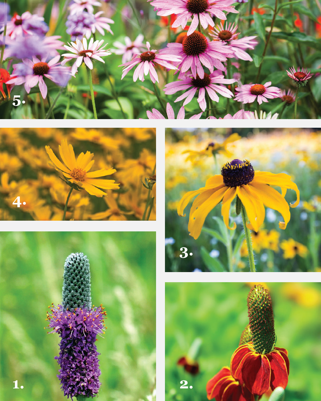 Condo Wildflower Collection