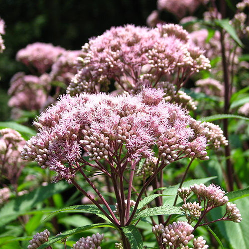 Spotted Joe-Pye Weed Seeds