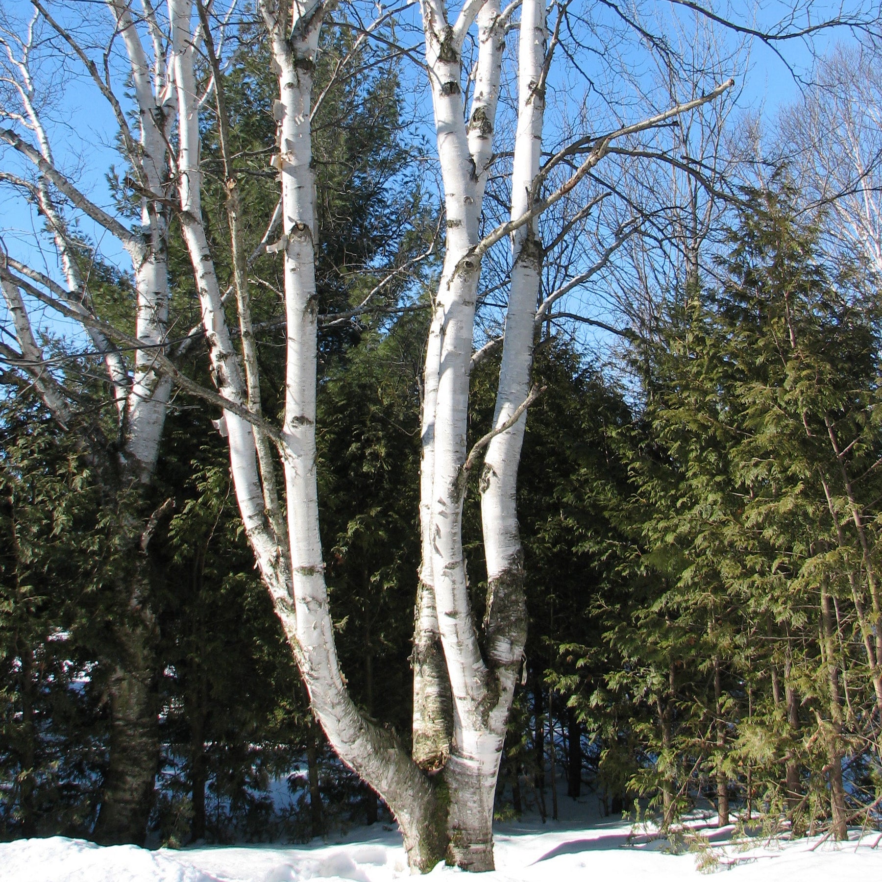 Paper Birch tree seeds
