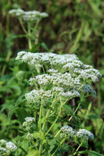 Load image into Gallery viewer, Boneset