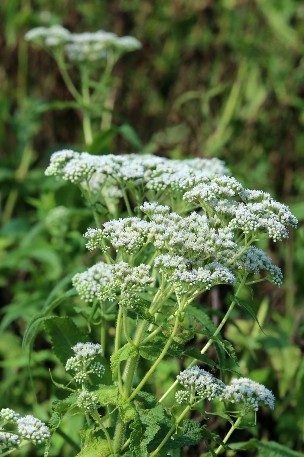 Boneset