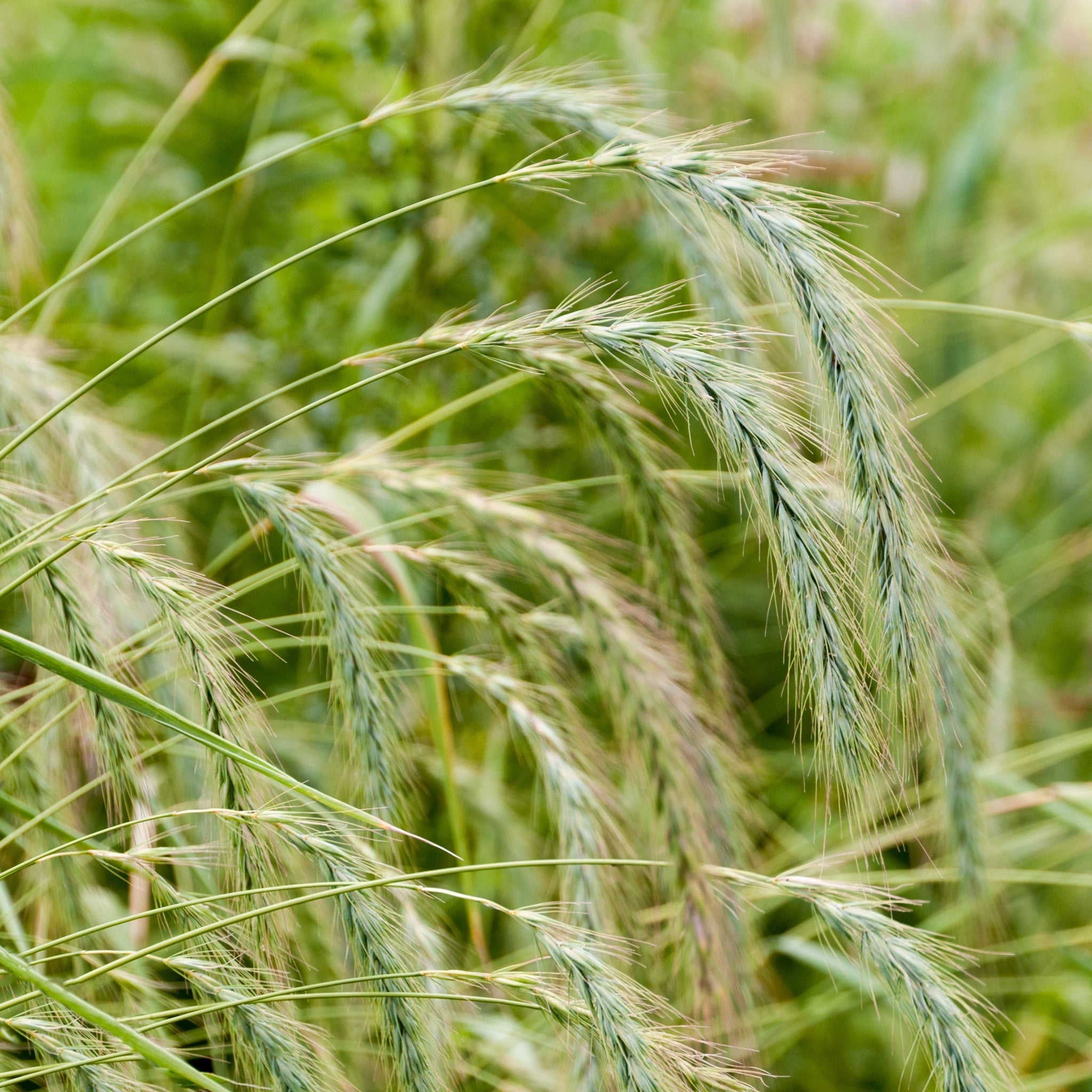 Canada Wild Rye – Northern Wildflowers