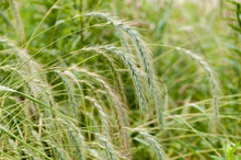 Load image into Gallery viewer, Canada Wild Rye