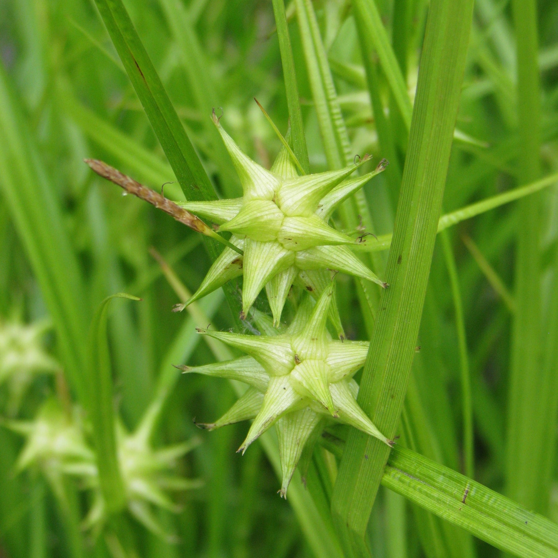 Gray's Sedge