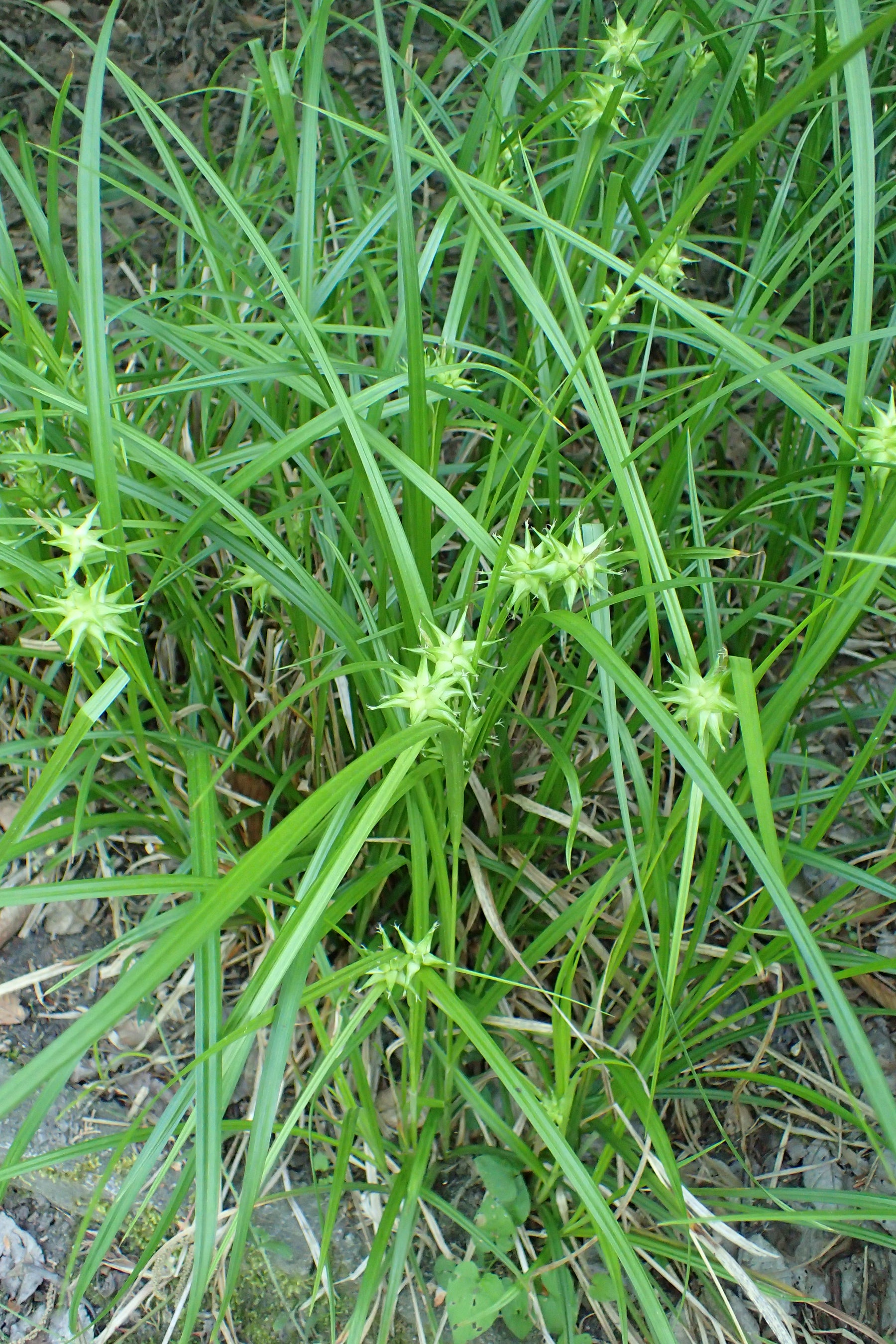 Gray's Sedge