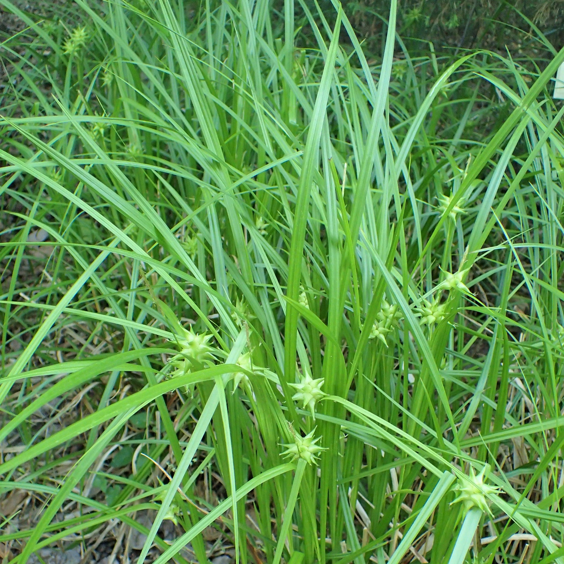 Gray's Sedge Seeds