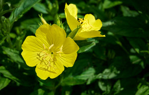 Common Evening Primrose