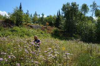 Mélange de semences de fleurs sauvages facile à cultiver