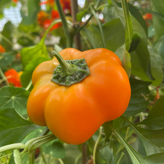 Pepper, Doe Hill Seeds