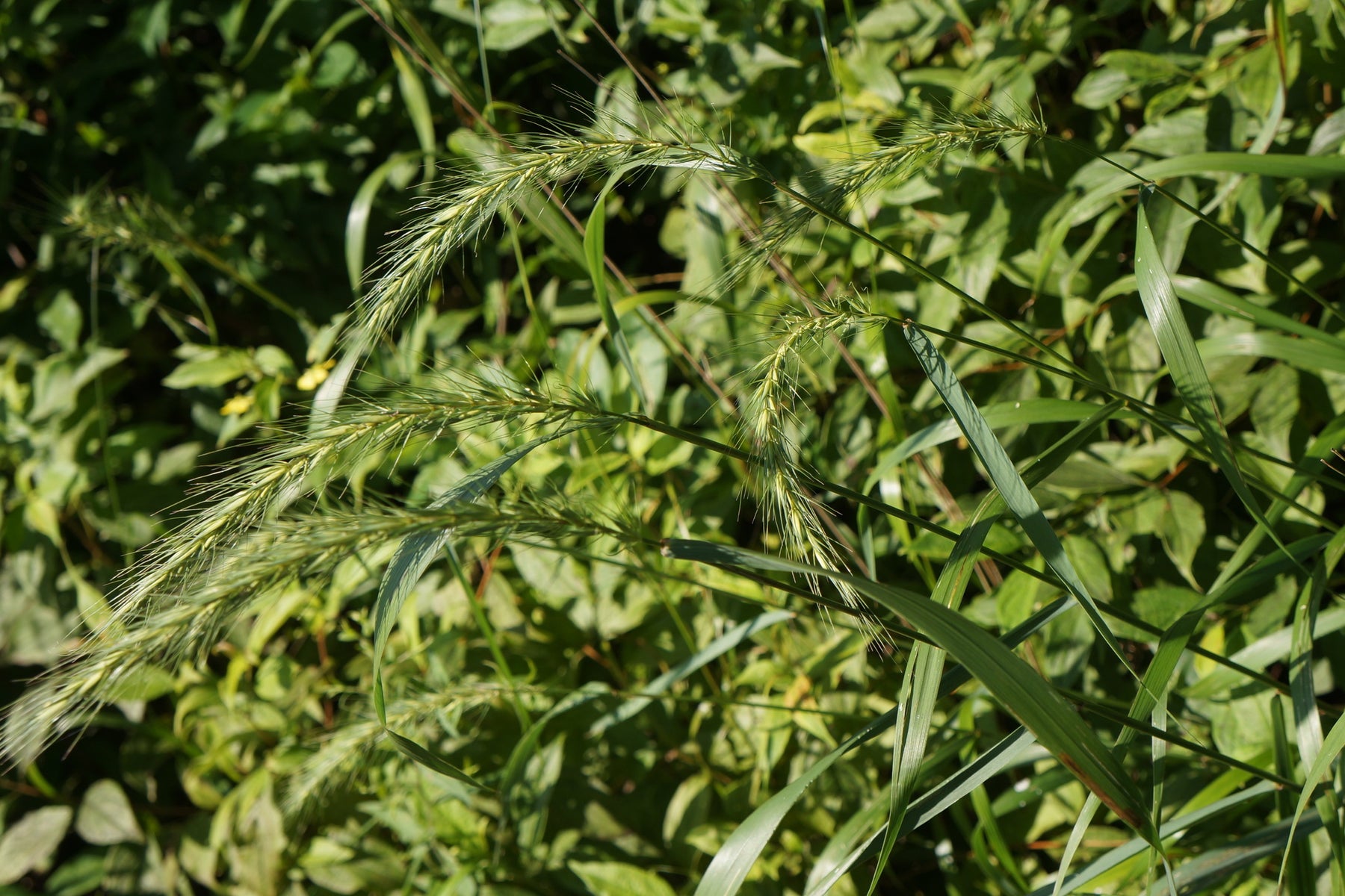 Riverbank Wild Rye