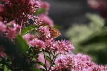 Charger l&#39;image dans la galerie, Herbe tachetée