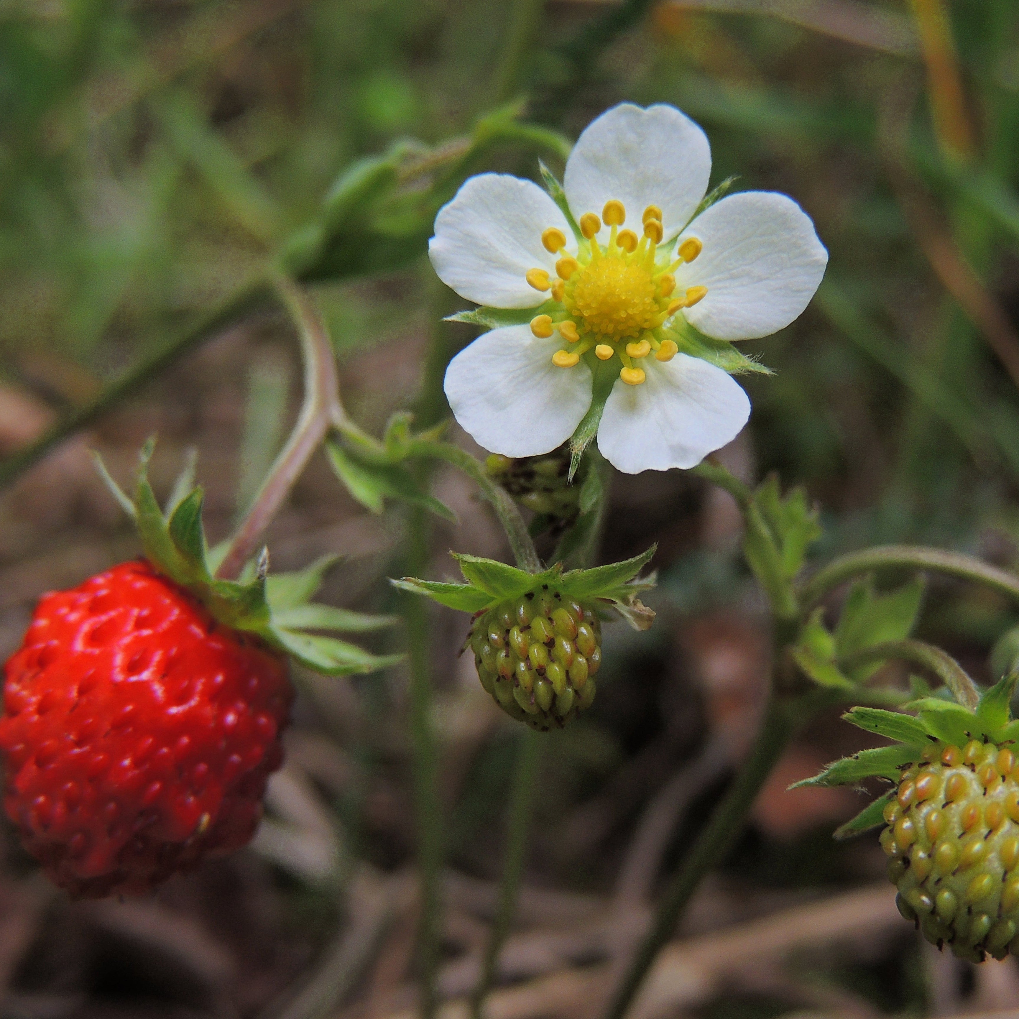 woodland strawberry seeds Woodland Strawberry Seed – Northern Wildflowers