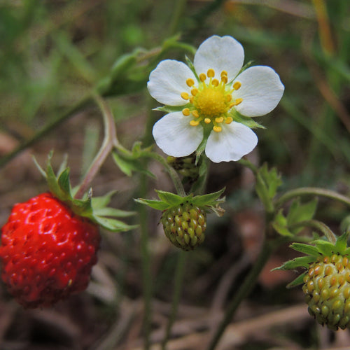 Woodland Strawberry Seeds