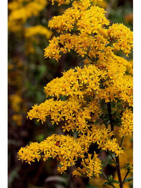 Resilient Mix - Ontario, Quebec, Manitoba (Bulk)