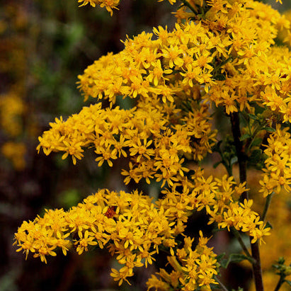 Grey Goldenrod Seeds