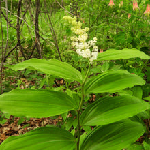 Charger l'image dans la galerie, False Solomon's Seal Seeds