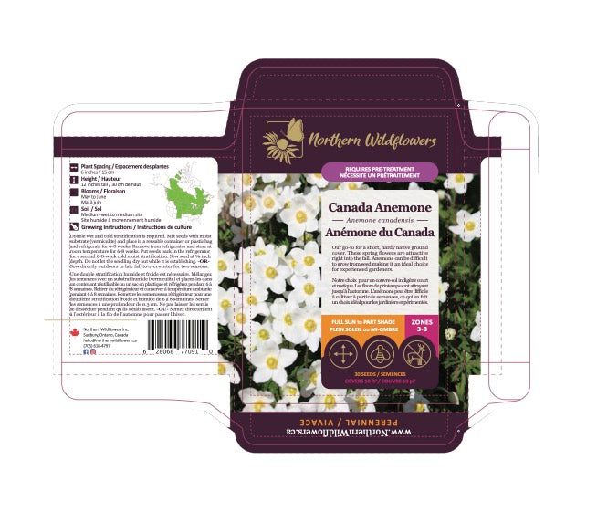 Anémone du Canada