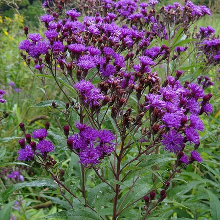 Épervière à feuilles veinées