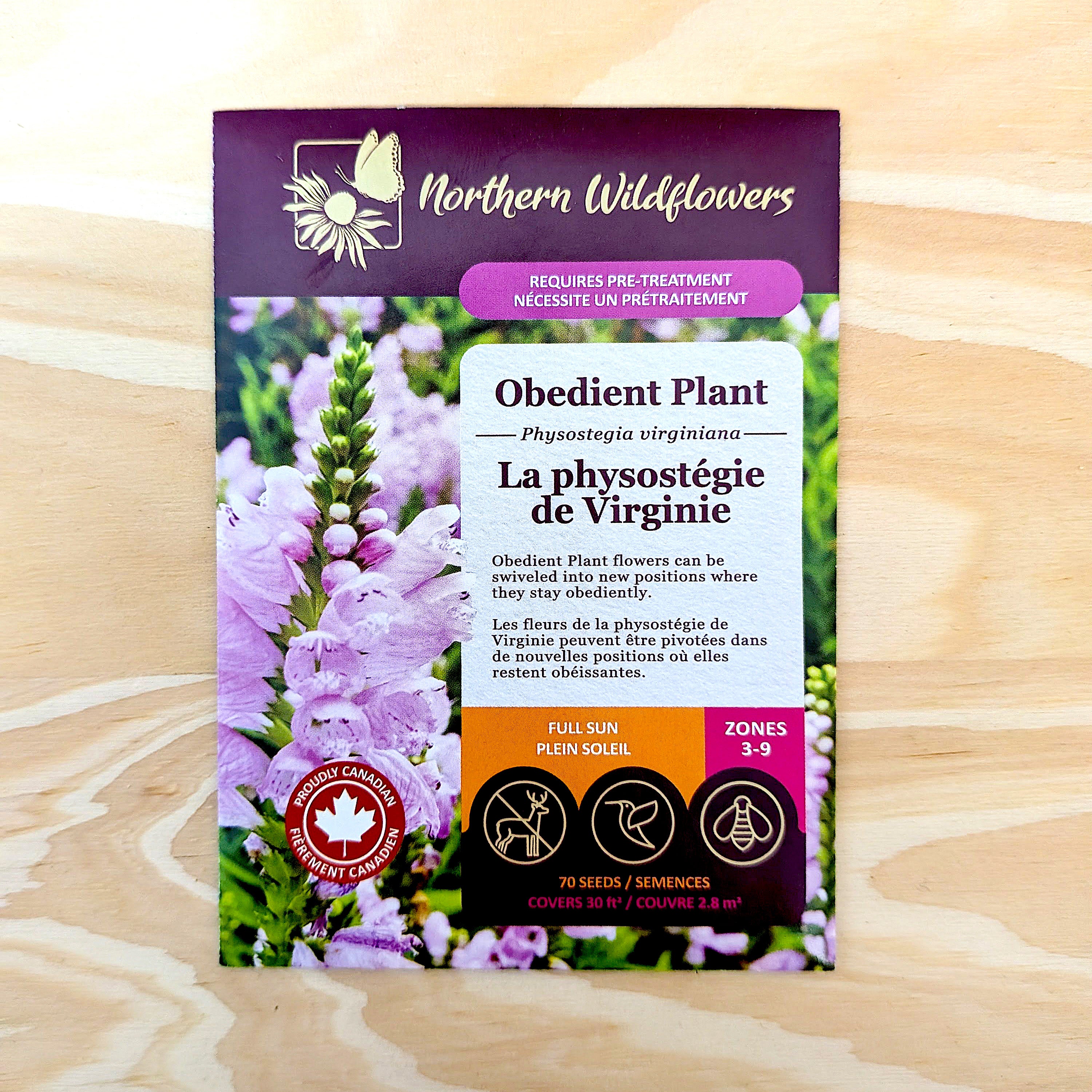 obedient plant seed collection Obedient Plant – Northern Wildflowers