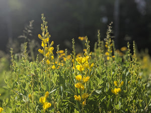 Baptisia des teinturiers