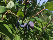 Load image into Gallery viewer, Haskap (Honeyberry)