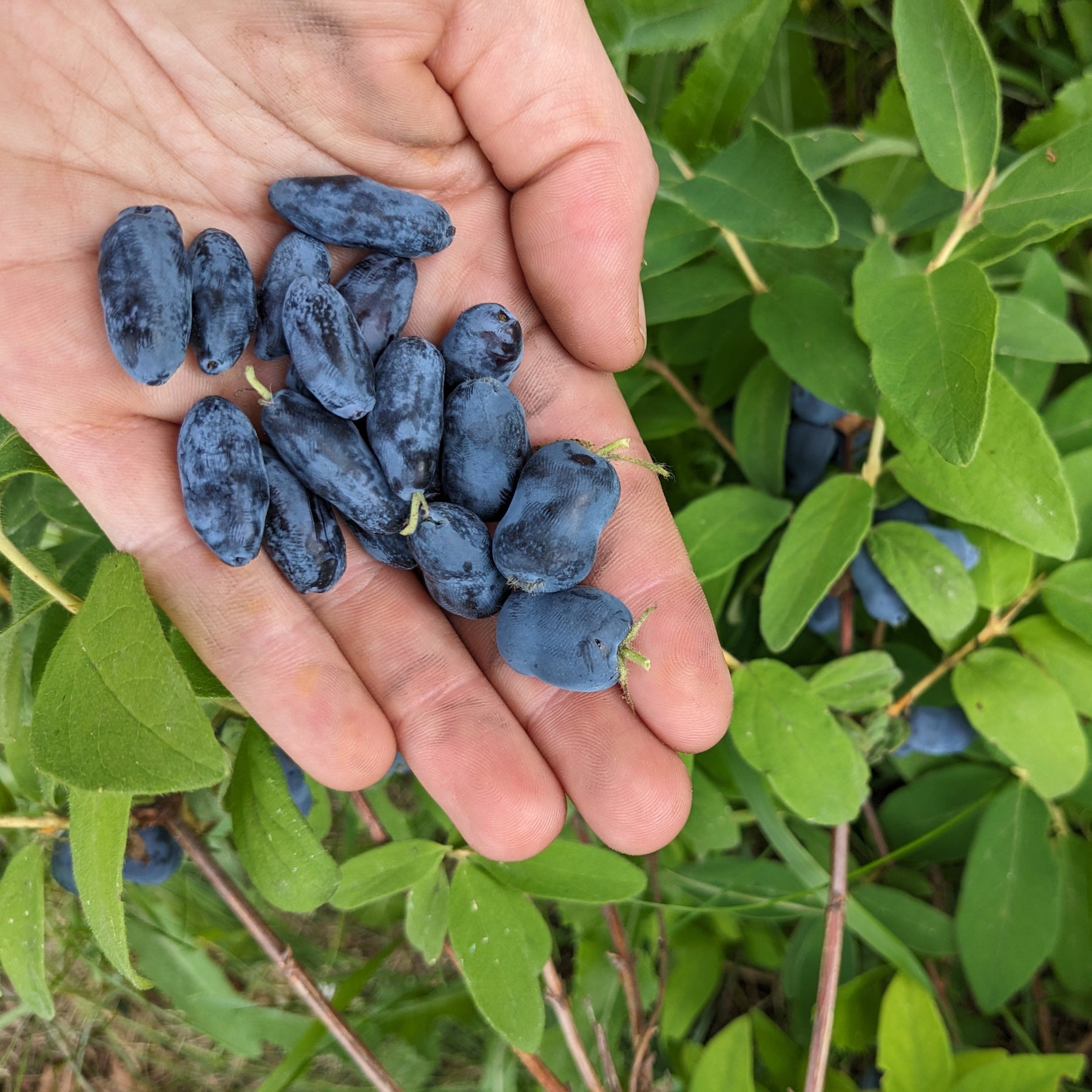 Haskap (Honeyberry) Seeds