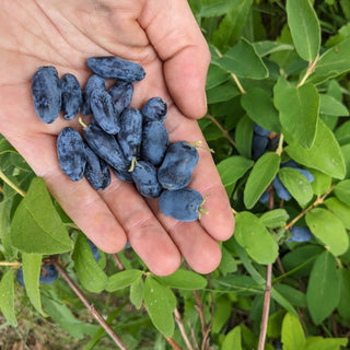 Haskap (Honeyberry) Seeds