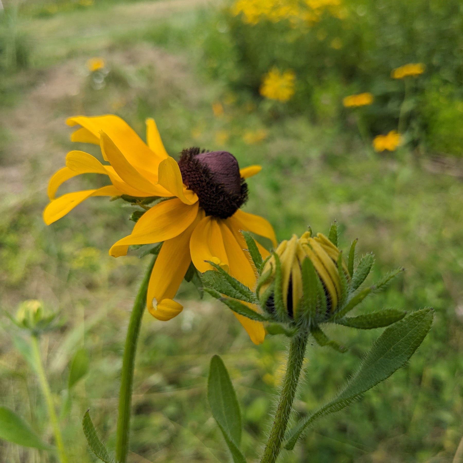 Black-Eyed Susans Seeds