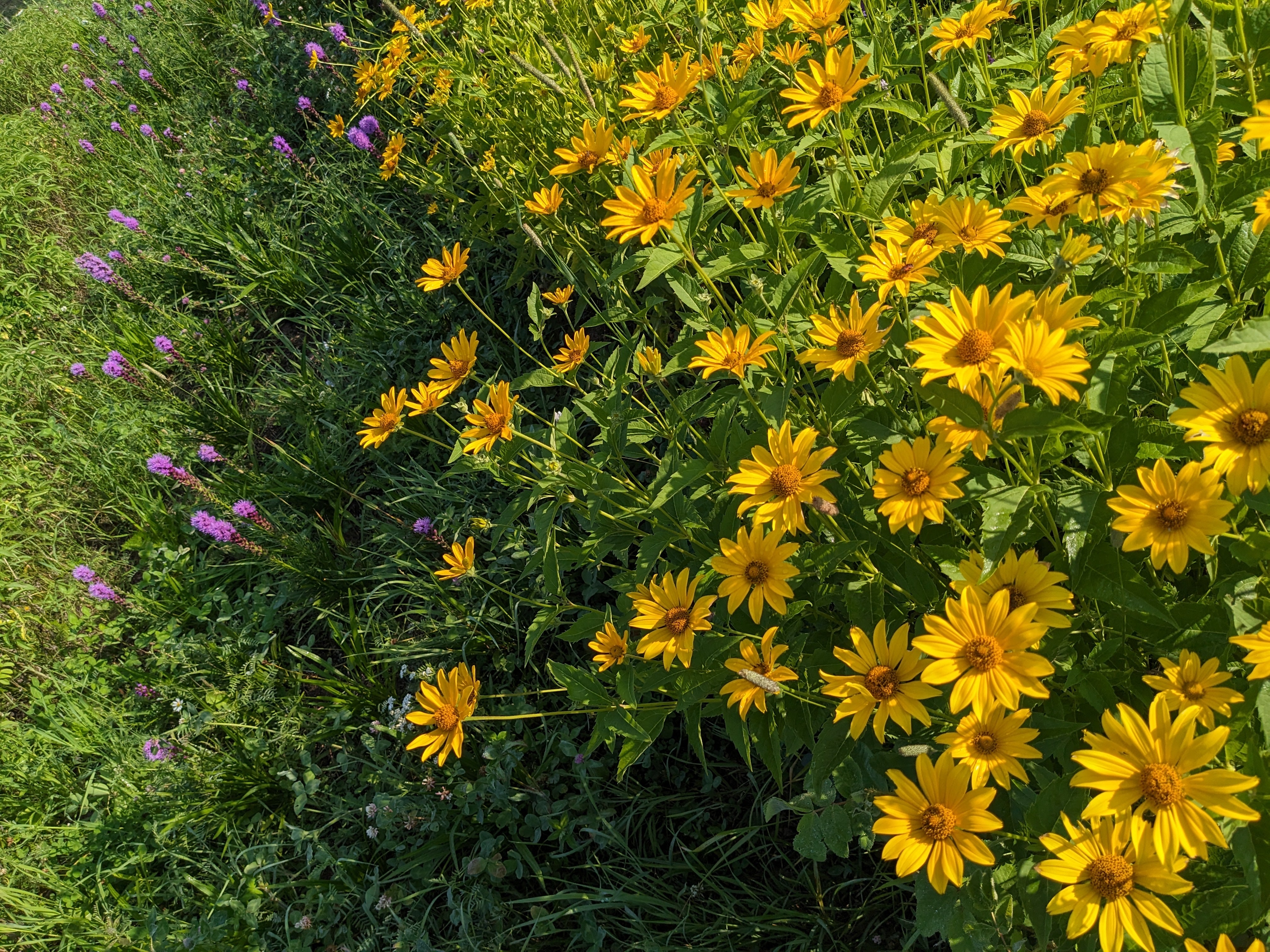 Oxeye Sunflower Seed – Northern Wildflowers