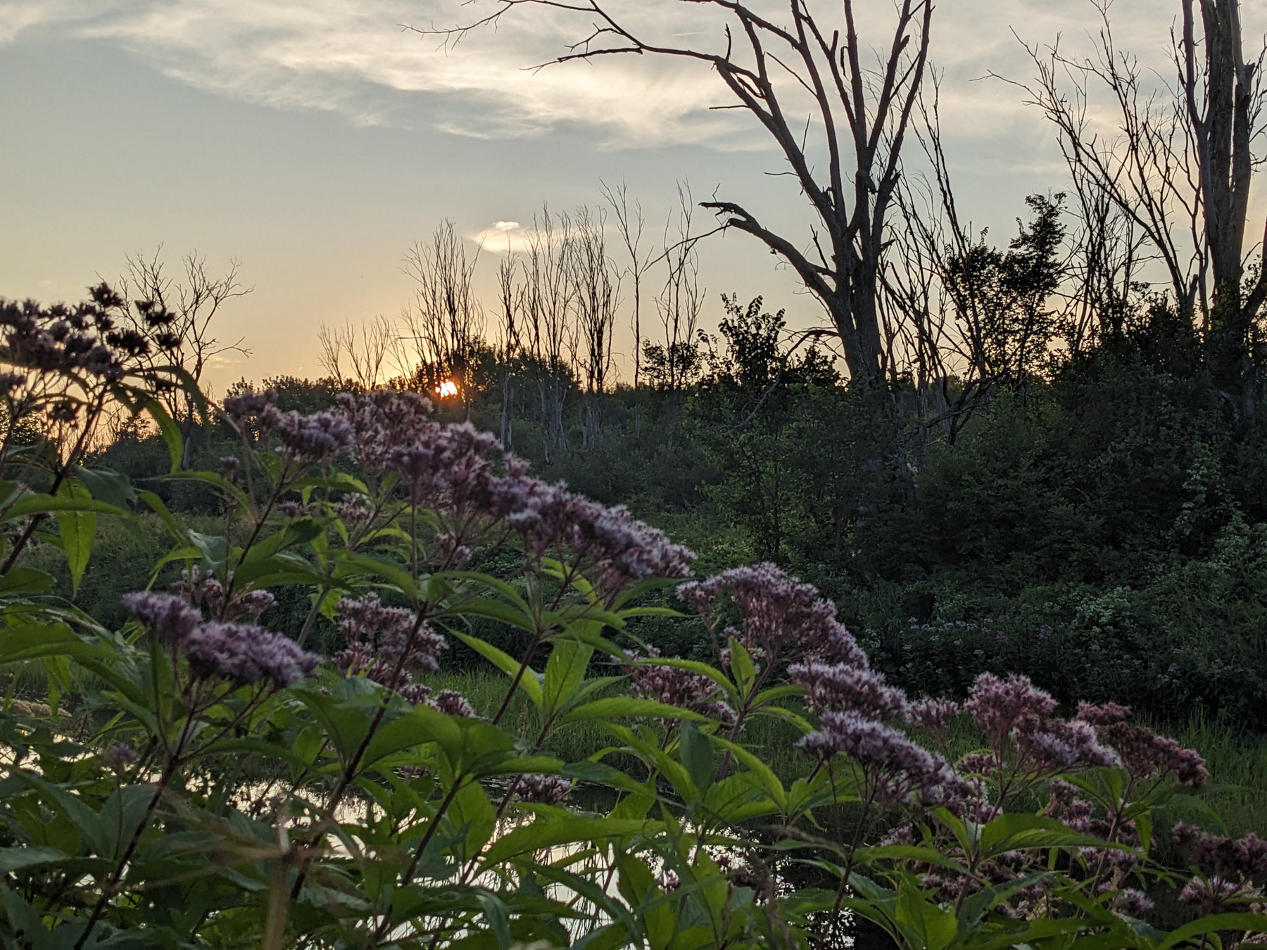 Spotted Joe-Pye Weed