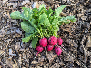 Radis, de beauté rose 