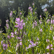 Load image into Gallery viewer, Obedient Plant seeds