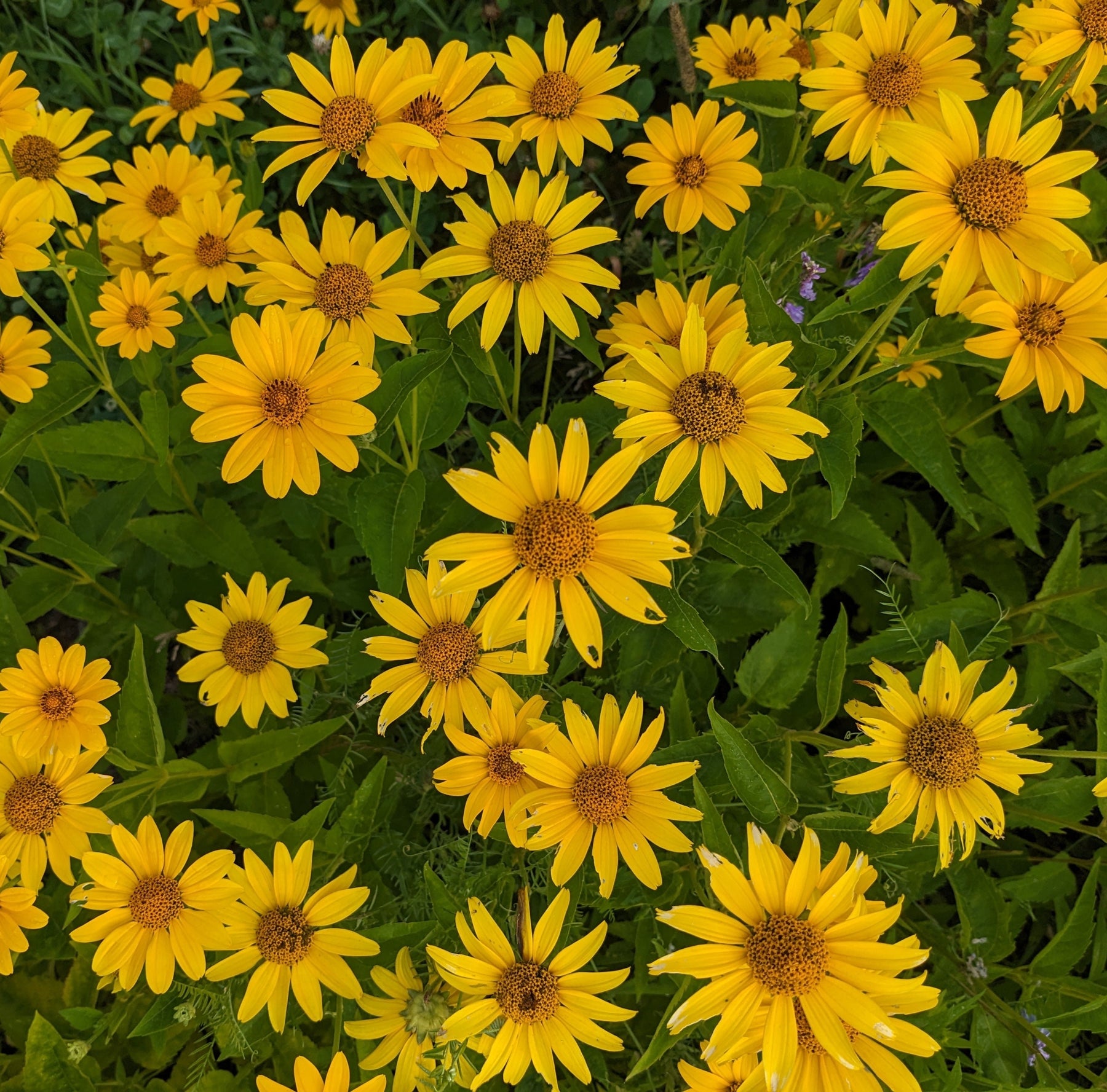 Tournesol oxycèdre