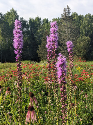 Liatris à épi