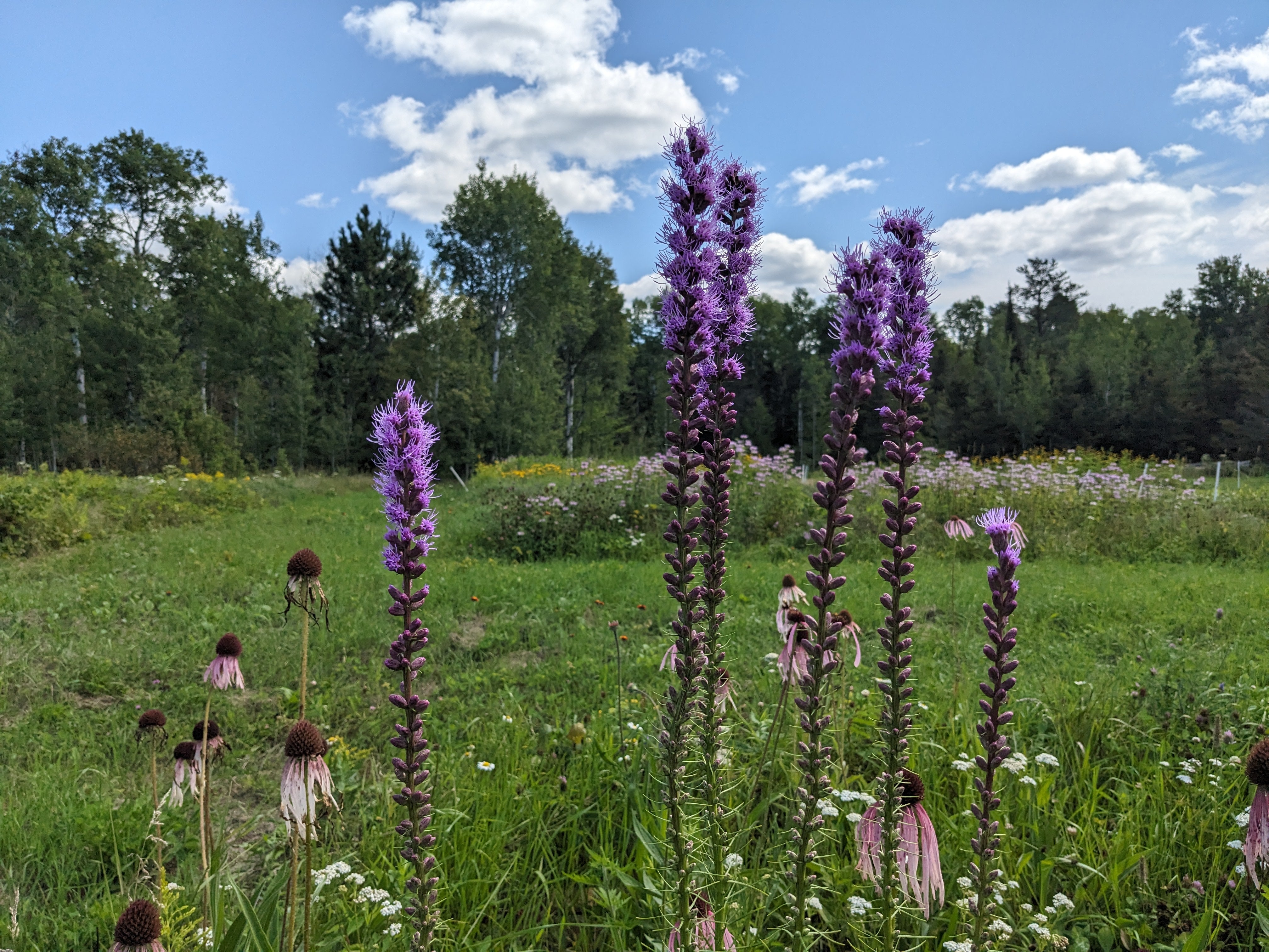 Dense Blazingstar Seed – Northern Wildflowers