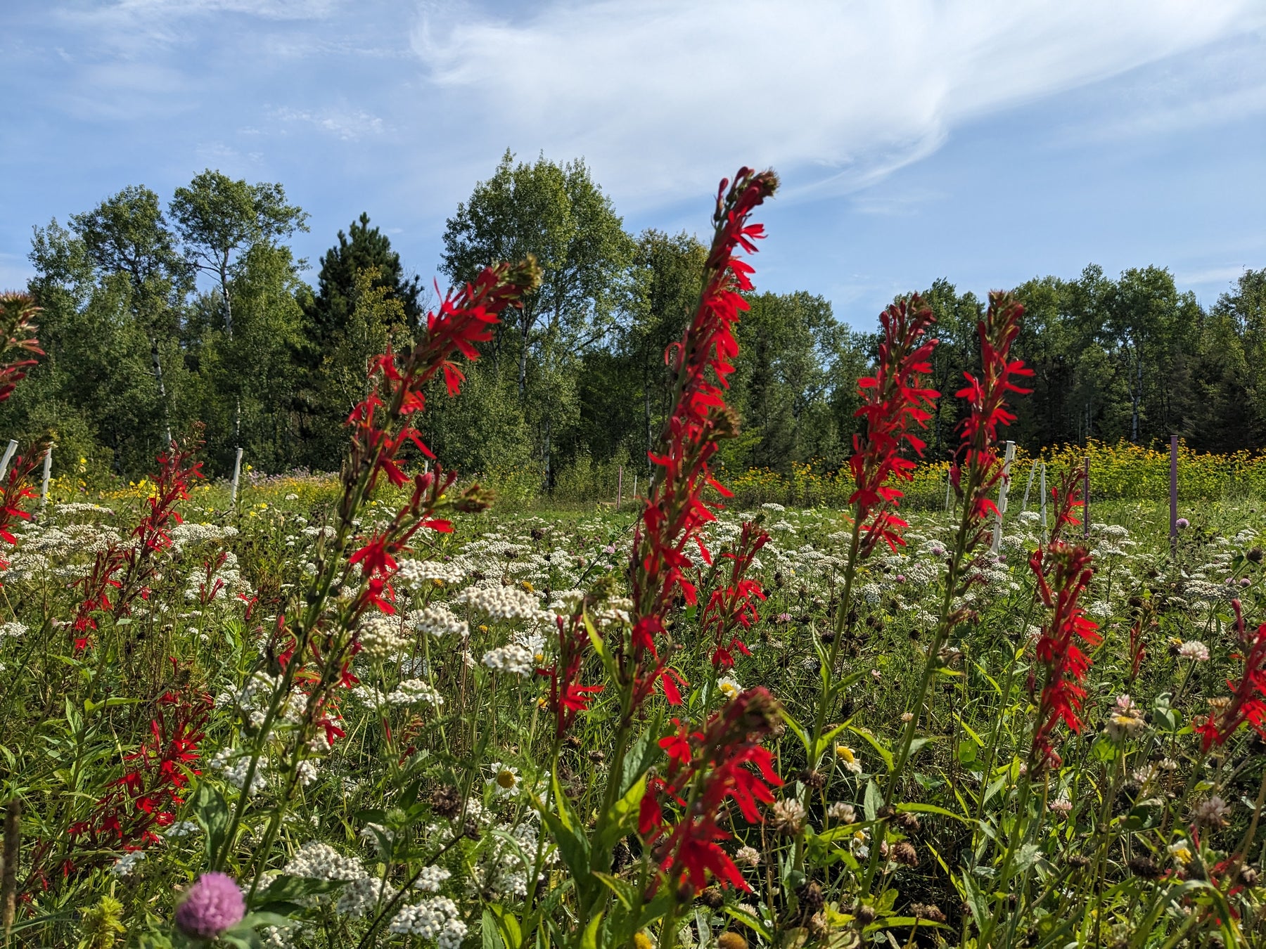 Cardinal Flower