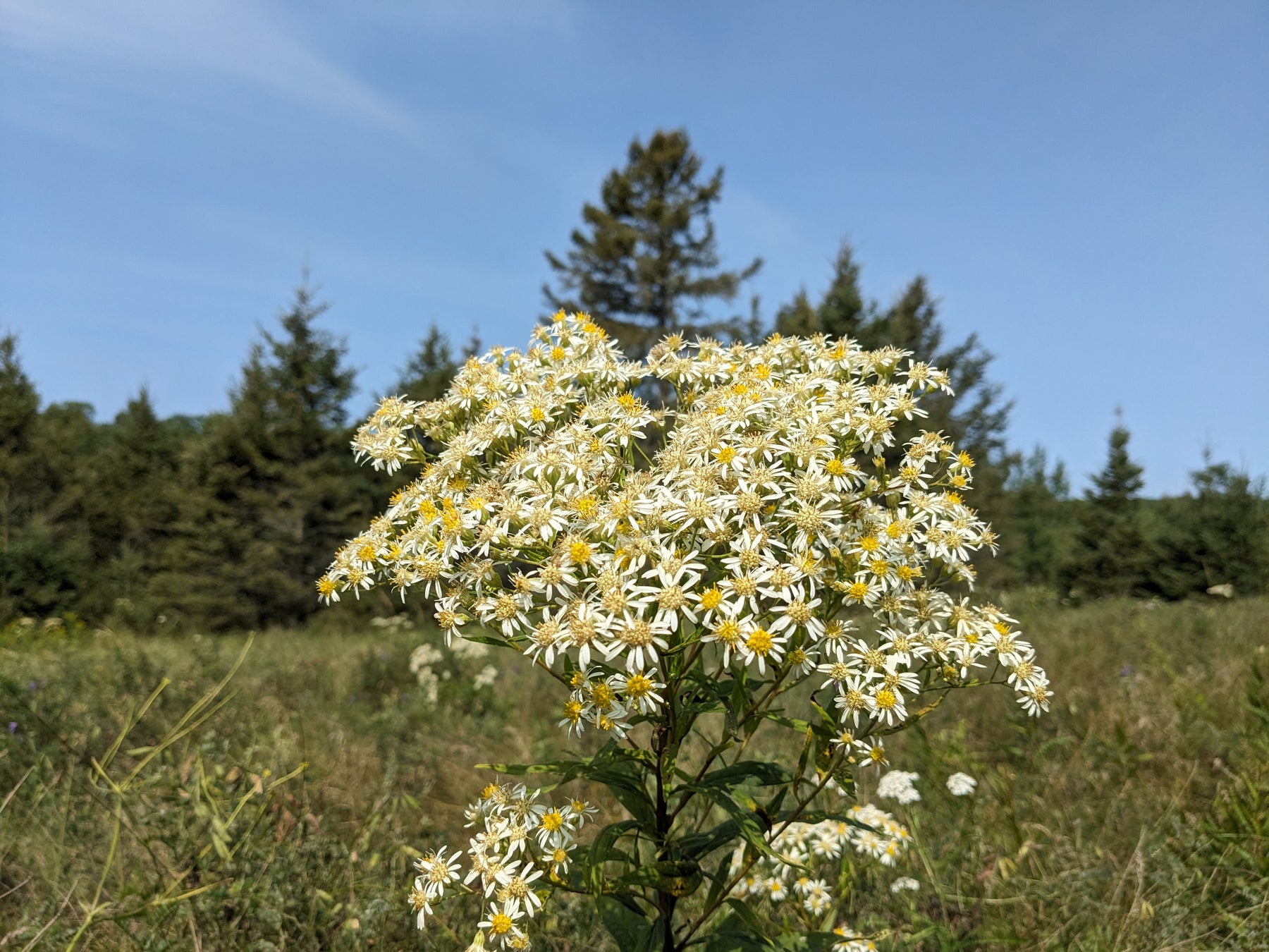 Flat-topped White Aster